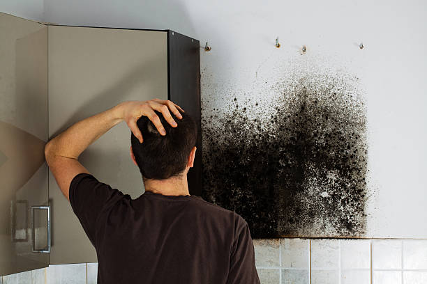 Professional Mold Removal in Gowanda, NY